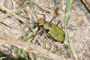 Cicindela campestris