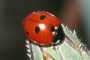 Coccinella quinquepunctata