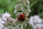 Chrysolina polita