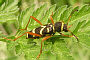 Clytus arietis