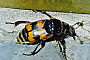 Nicrophorus vespillo