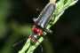 Cantharis fusca