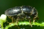 Scolytus ratzeburgii