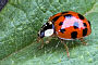 Harmonia axyridis