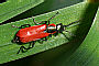 Anthocomus coccineus