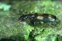 Calodromius spilotus