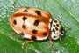 Harmonia quadripunctata