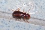 Leistus ferrugineus
