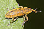 Lixus bardanae