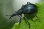 Oxystoma pomonae
