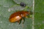 Neocrepidodera transversa