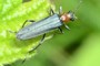 Oedemera croceicollis