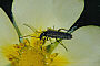 Oedemera lurida