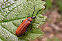 Schizotus pectinicornis