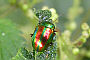 Chrysolina fastuosa