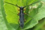 Phytoecia rufipes