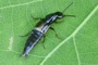 Quedius cinctus