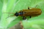 Rhagonycha limbata