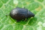 Rhamphus pulicarius