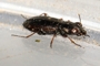Notiophilus rufipes