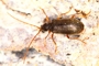 Ptinus rufipes