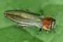 Agrilus pratensis