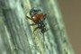 Rybax longicornis