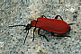 Pyrochroa coccinea