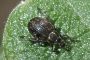 Strophosoma faber