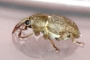 Tychius junceus