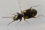 Bembidion quadrimaculatum