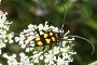 Leptura quadrifasciata