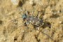 Cylindera arenaria