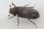 Dermestes haemorrhoidalis