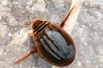 Acilius canaliculatus