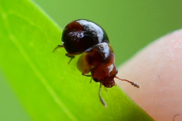 Agathidium varians