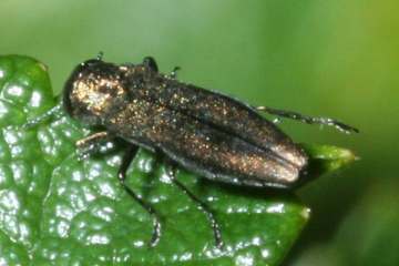 Agrilus cuprescens