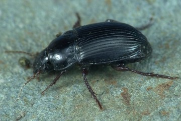 Amara equestris