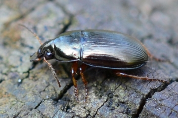 Leuchtender Kanalläufer