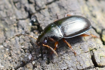 Leuchtender Kanalläufer