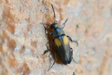 Anaspis fasciata