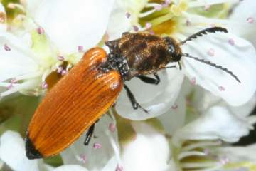 Anostirus castaneus