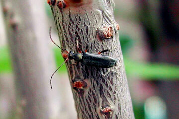 Anoplodera rufipes