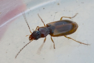 Anthracus consputus