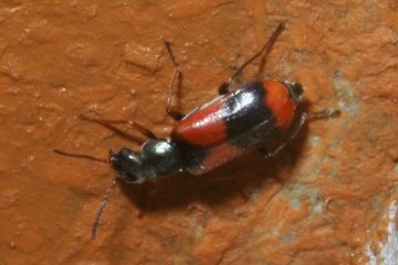 Anthocomus bipunctatus