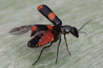 Anthocomus fasciatus