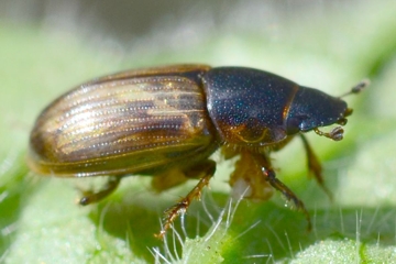 Aphodius sphacelatus