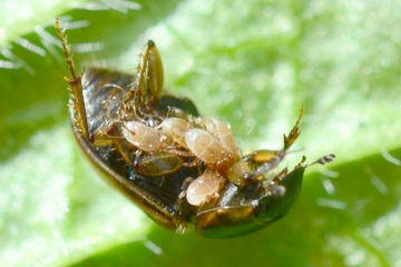 Aphodius sphacelatus