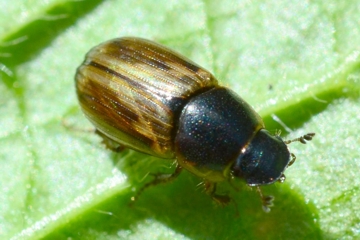 Aphodius sphacelatus