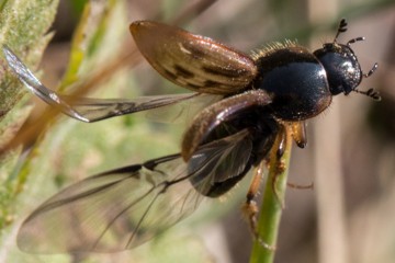 Kaninchen-Dungkäfer